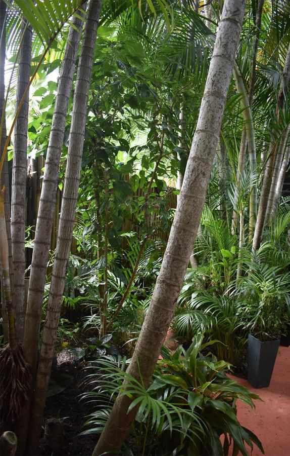 Oskar'S Rain Forest Retreat Nelly Bay Exteriör bild