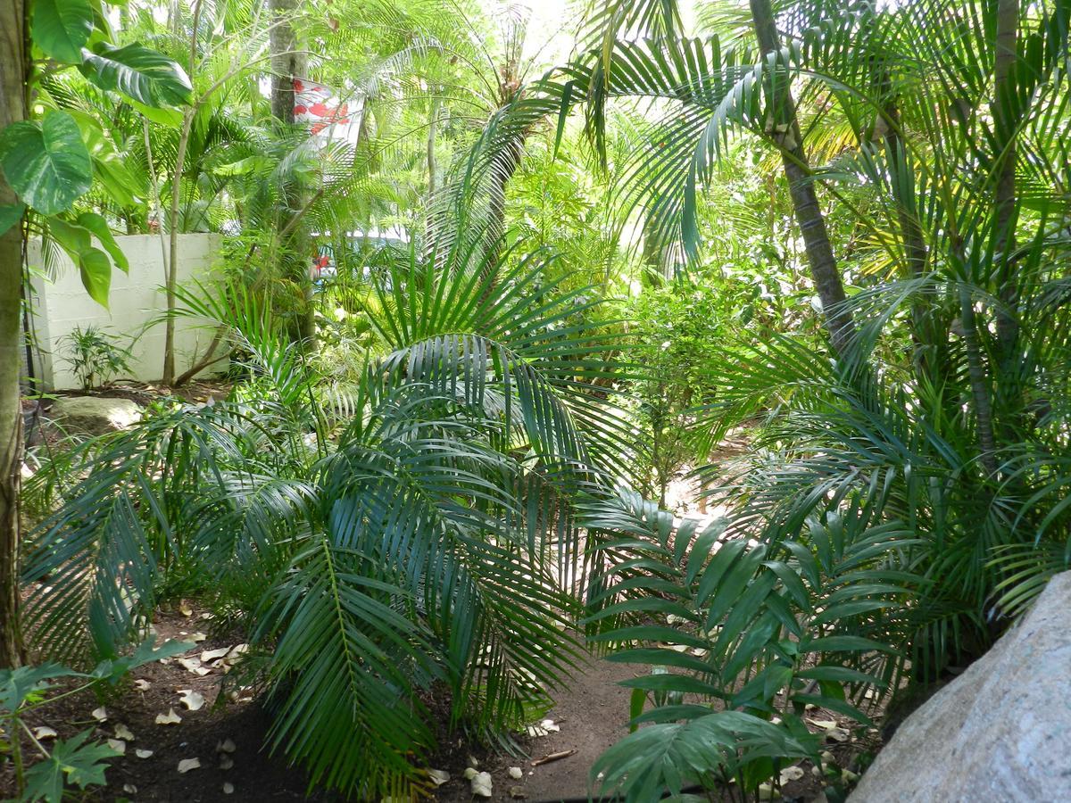 Oskar'S Rain Forest Retreat Nelly Bay Exteriör bild