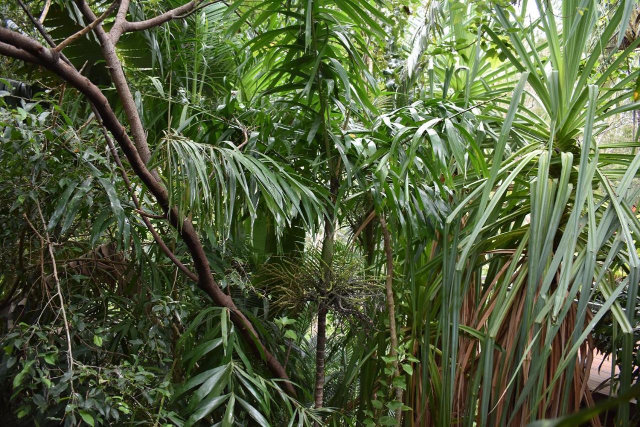 Oskar'S Rain Forest Retreat Nelly Bay Exteriör bild